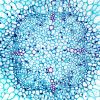 Мікроскоп Delta Optical Genetic Trino