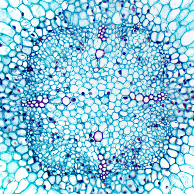 Мікроскоп Delta Optical Genetic Trino