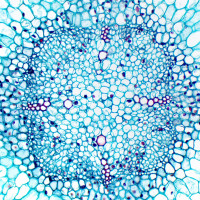 Мікроскоп Delta Optical Genetic Trino
